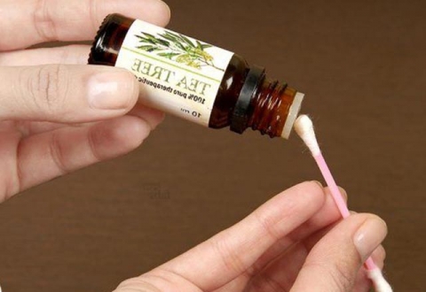 Çay Ağacı Yağı Nedir? Nerelerde Kullanılır?